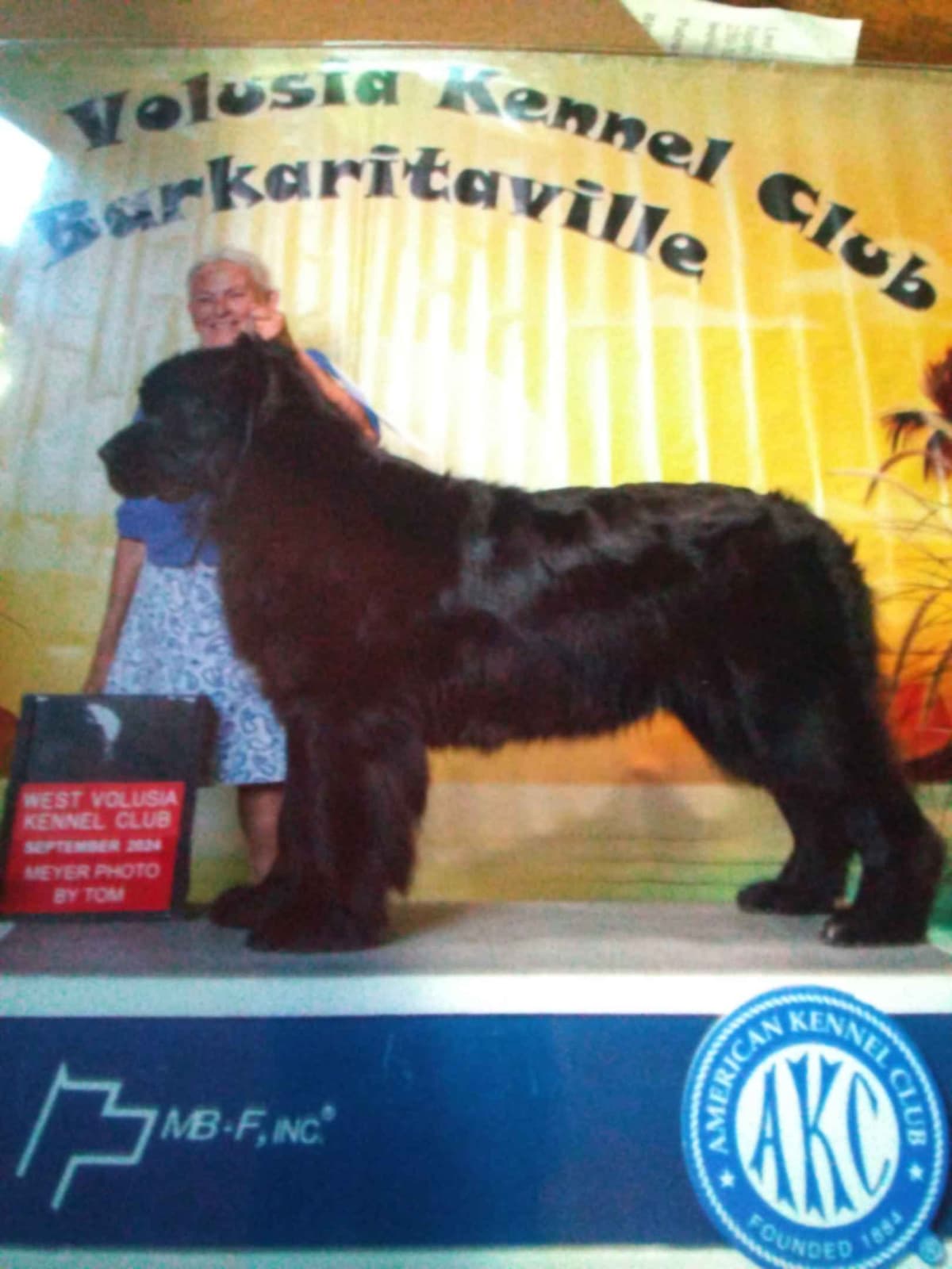 Newfoundland Puppies breeder image 14