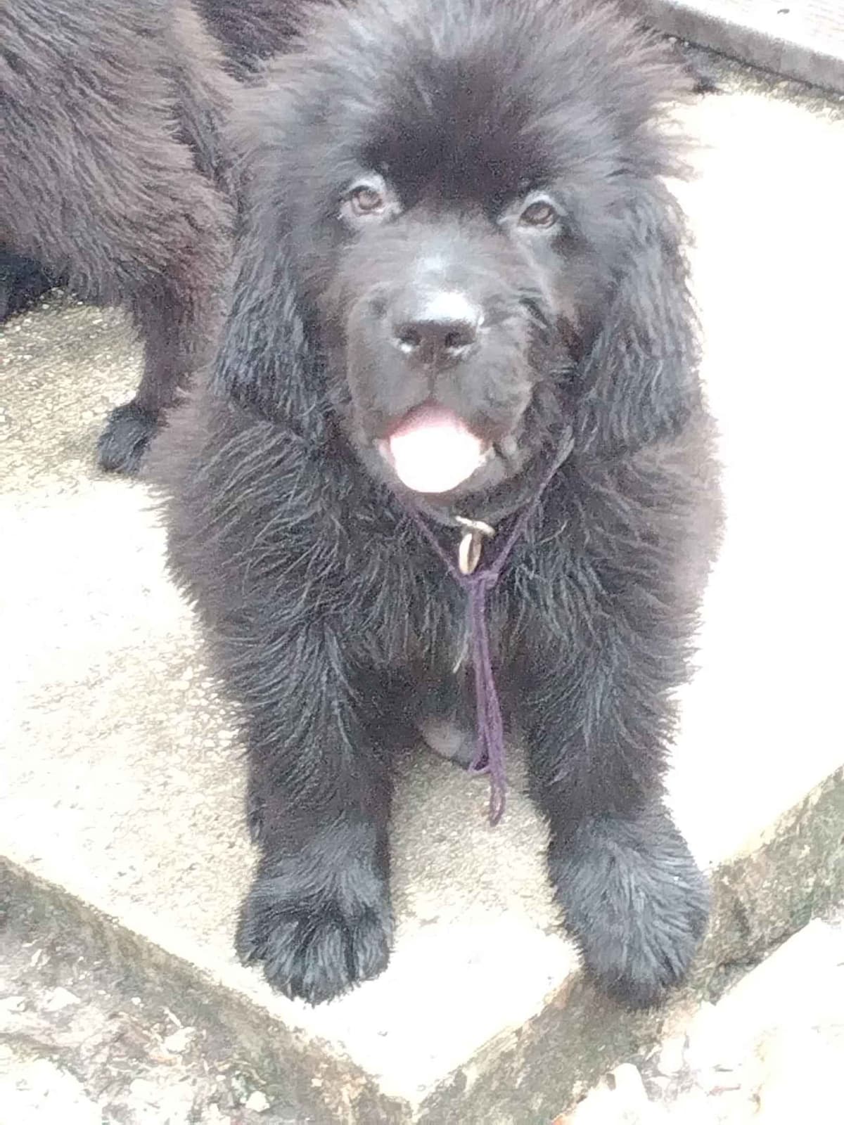 Newfoundland Puppies breeder image 15