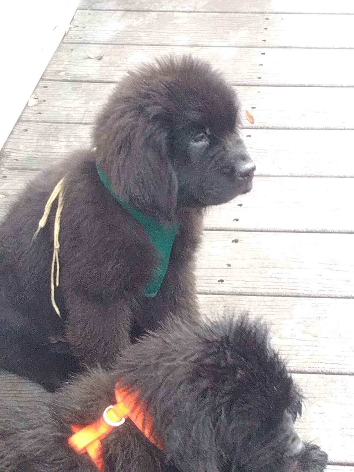 Newfoundland Puppies breeder image 16