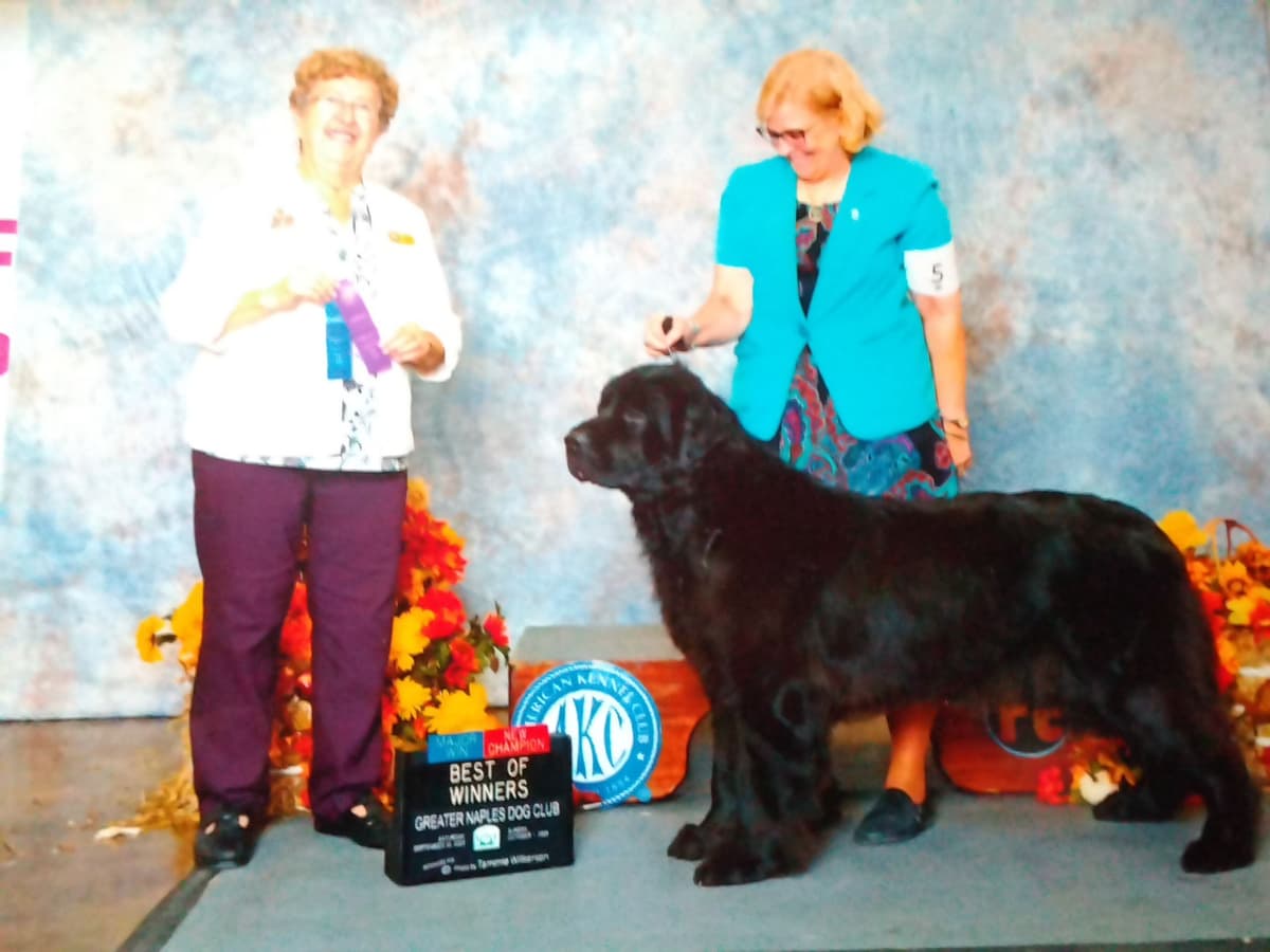Newfoundland Puppies breeder image 19