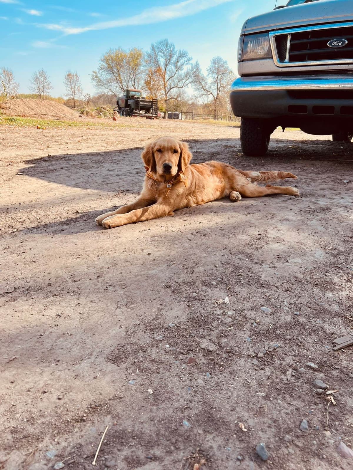 Pintail Pond Golden Retrievers breeder image 4