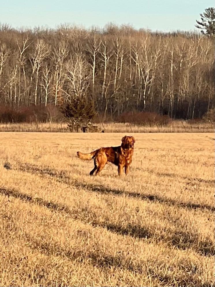 Pintail Pond Golden Retrievers breeder image 9