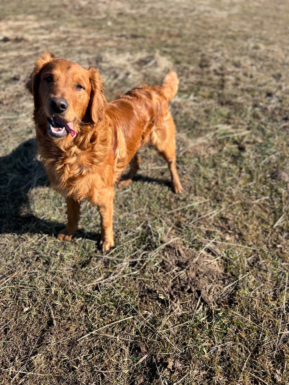 Pintail Pond Golden Retrievers breeder image 11