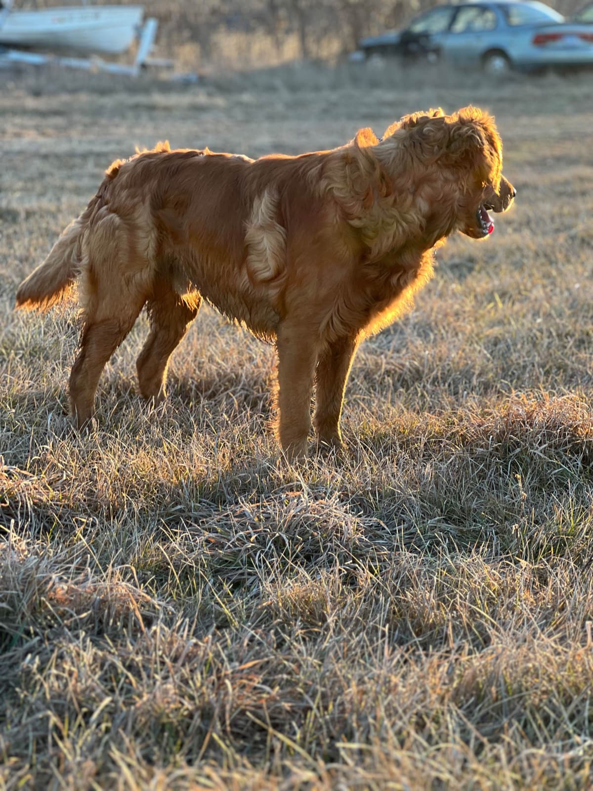 Pintail Pond Golden Retrievers breeder image 12