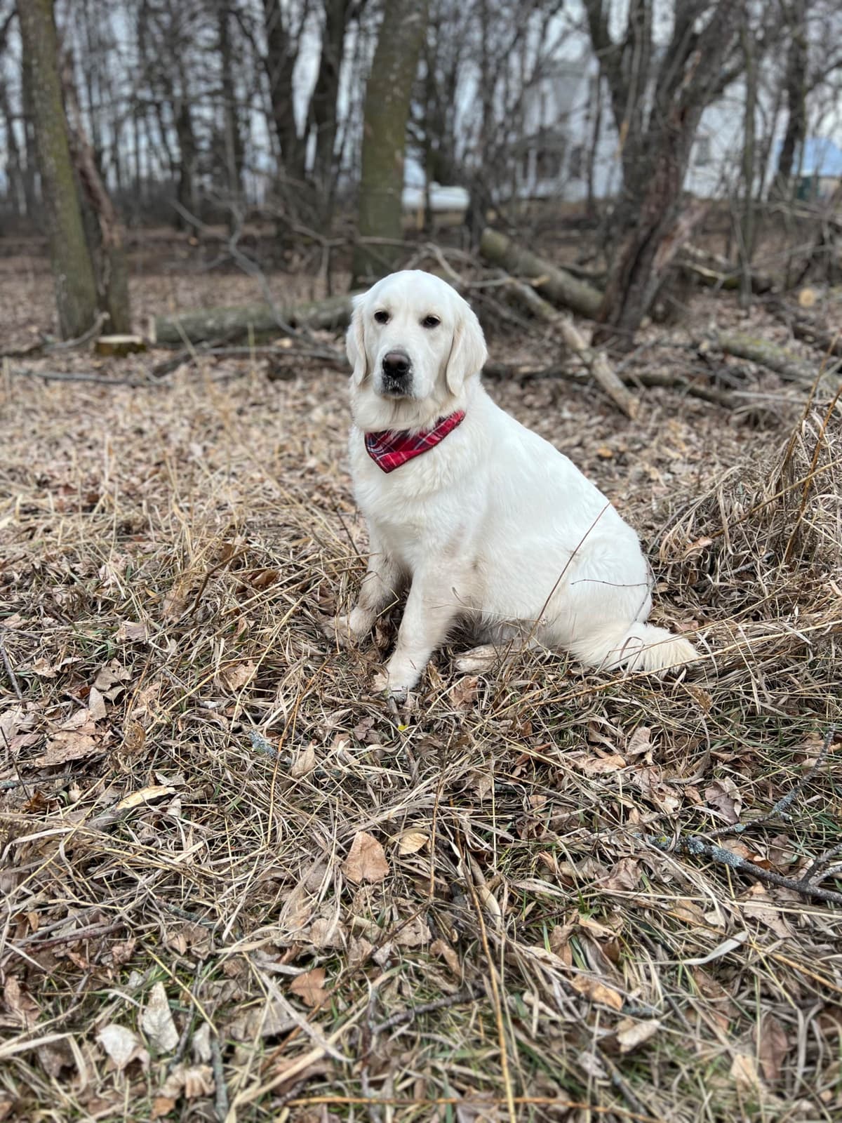 Pintail Pond Golden Retrievers breeder image 13