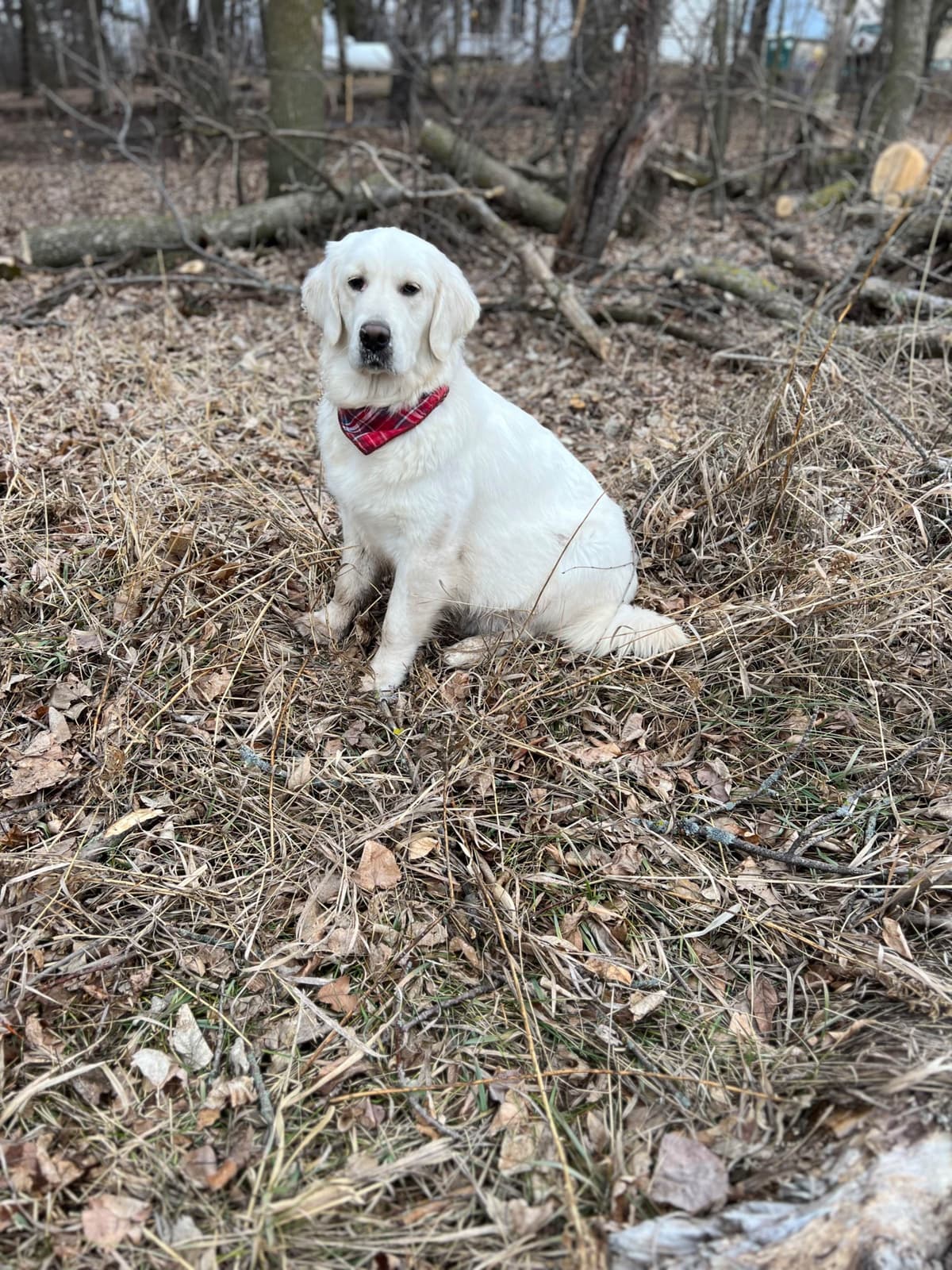 Pintail Pond Golden Retrievers breeder image 14