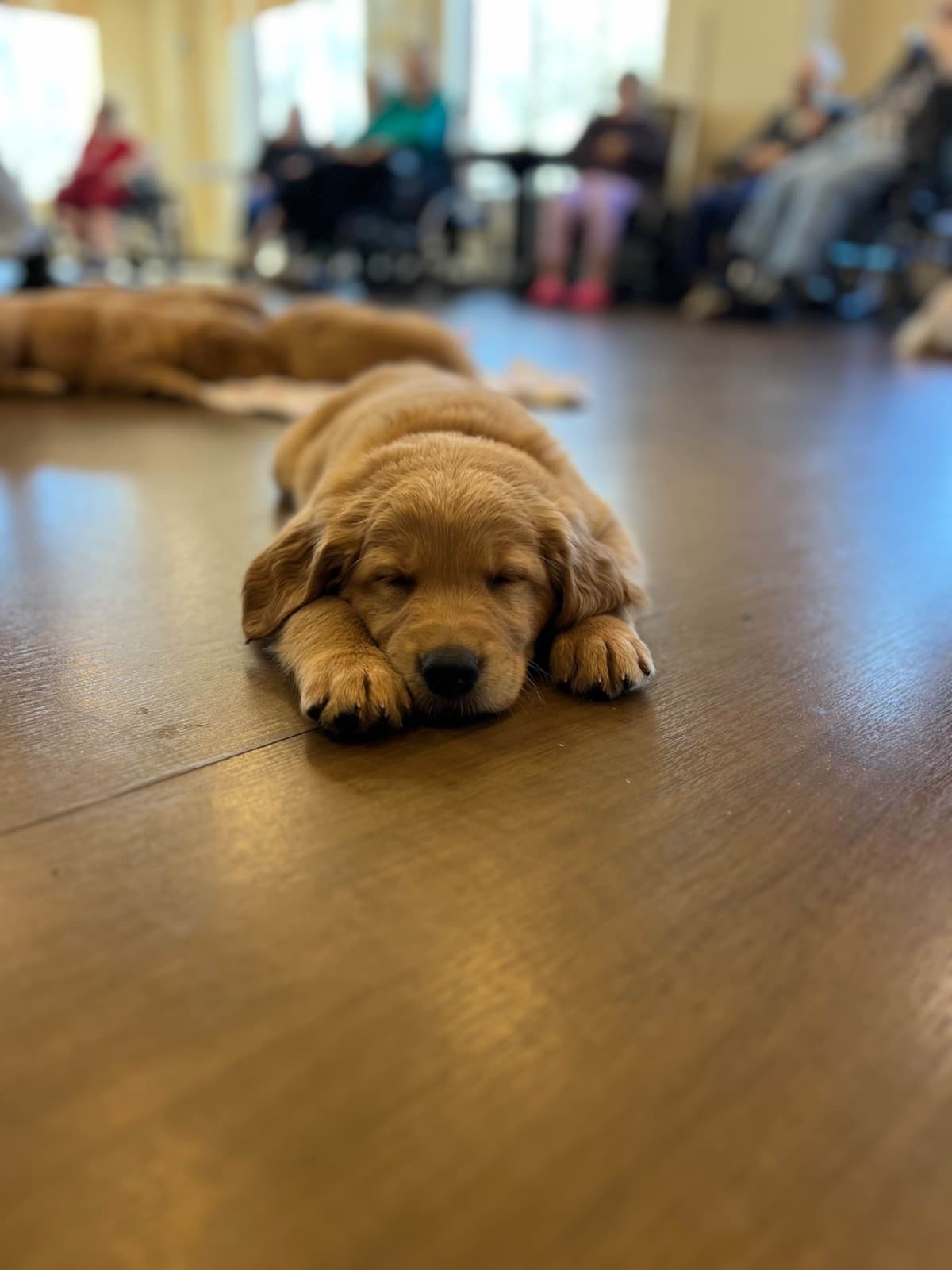 Pintail Pond Golden Retrievers breeder image 1