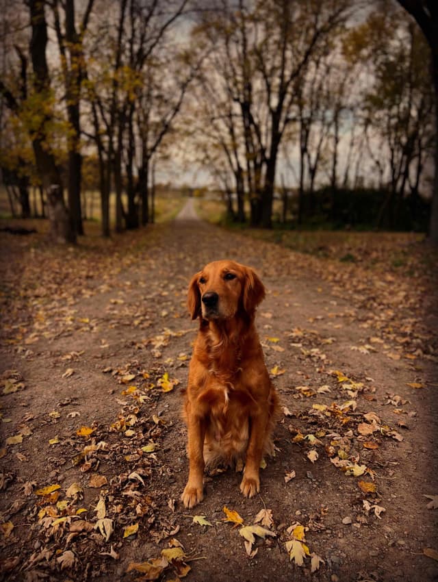 Pintail Pond Golden Retrievers media 7