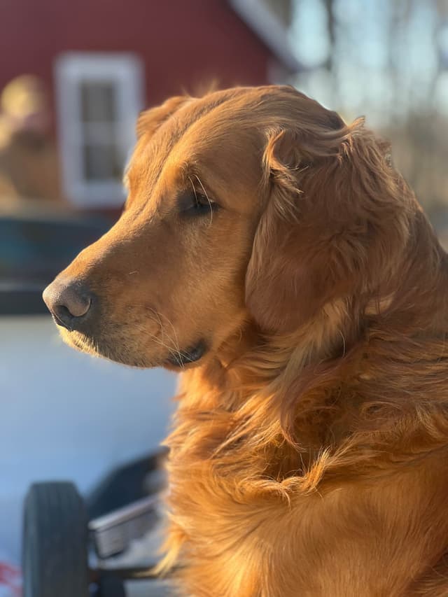 Pintail Pond Golden Retrievers media 5
