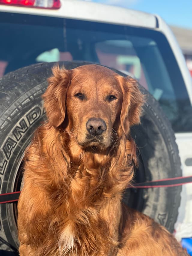 Pintail Pond Golden Retrievers media 6