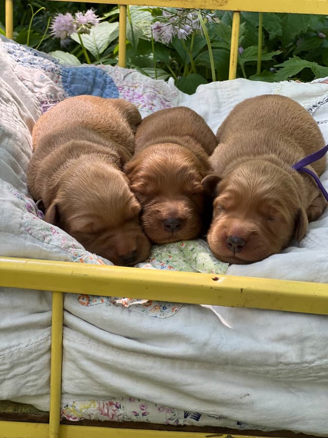 Pintail Pond Golden Retrievers media 9