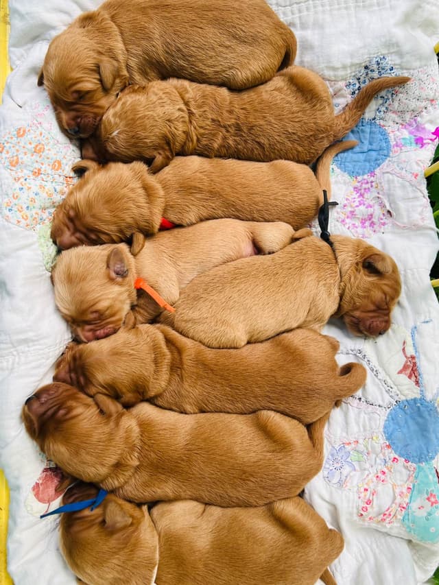 Pintail Pond Golden Retrievers media 8