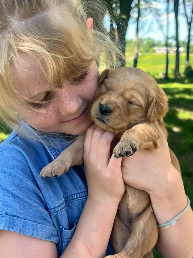 Pintail Pond Golden Retrievers media 10