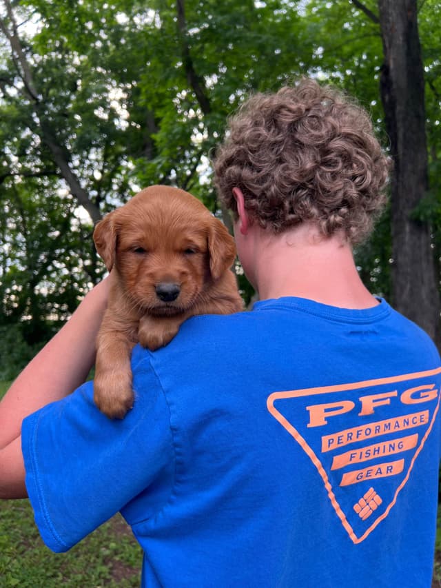 Pintail Pond Golden Retrievers media 2