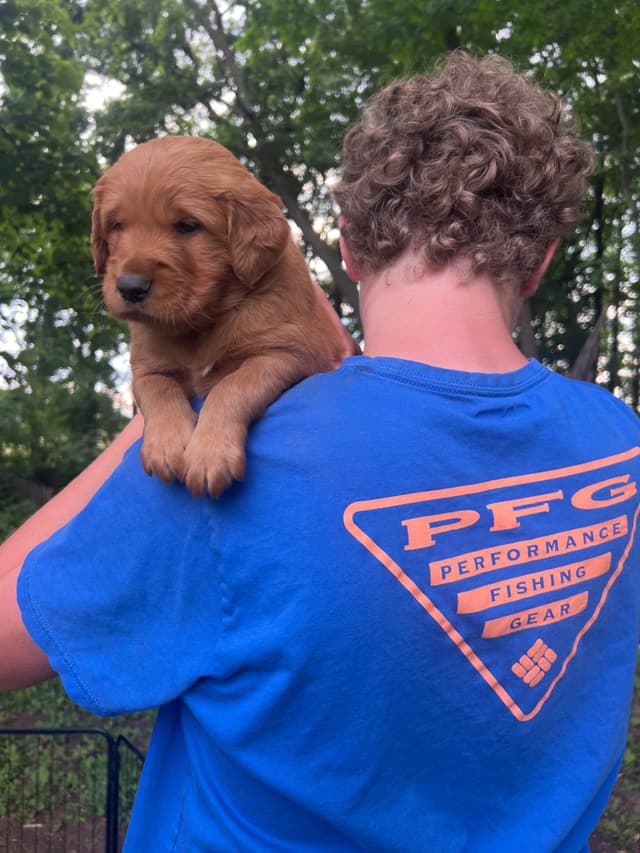 Pintail Pond Golden Retrievers media 3