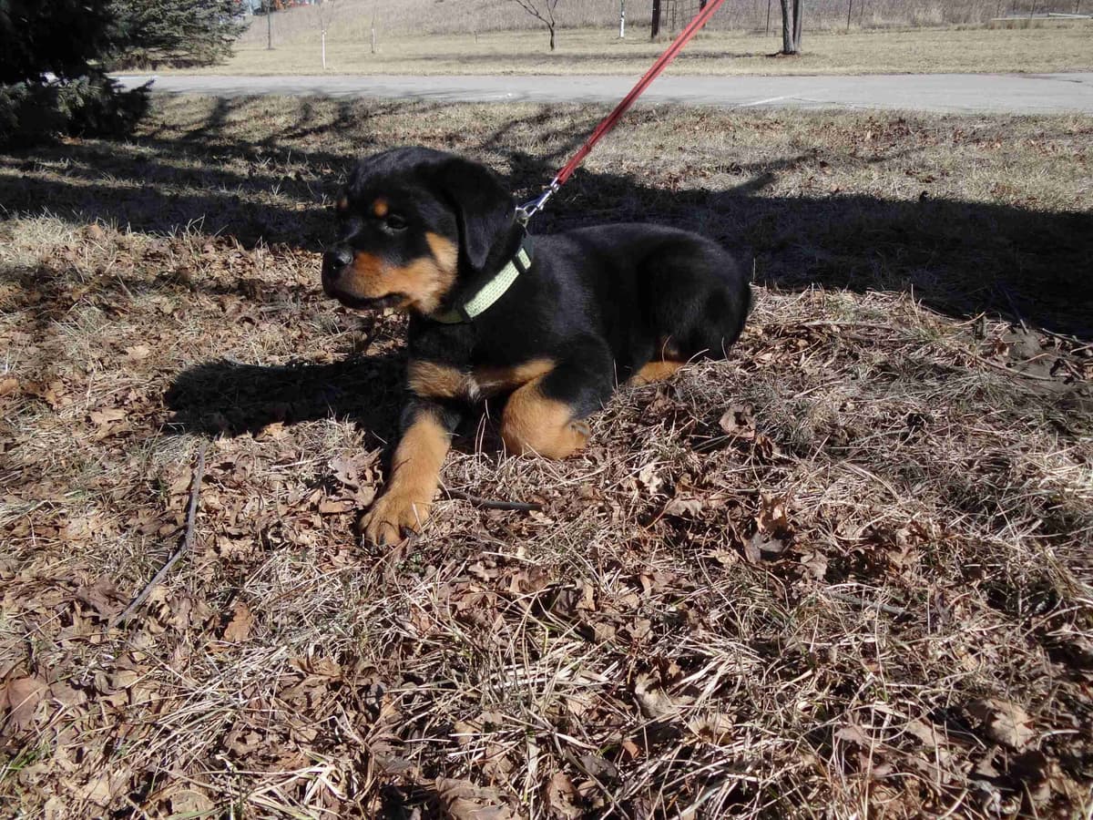 Rottweiler Puppies breeder image 1