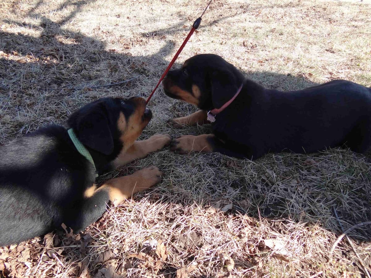 Rottweiler Puppies breeder image 2
