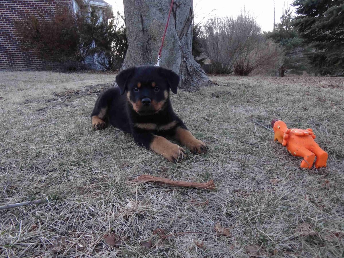 Rottweiler Puppies breeder image 3