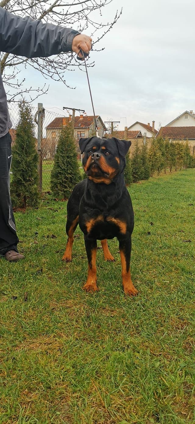 Rottweiler Puppies breeder image 4
