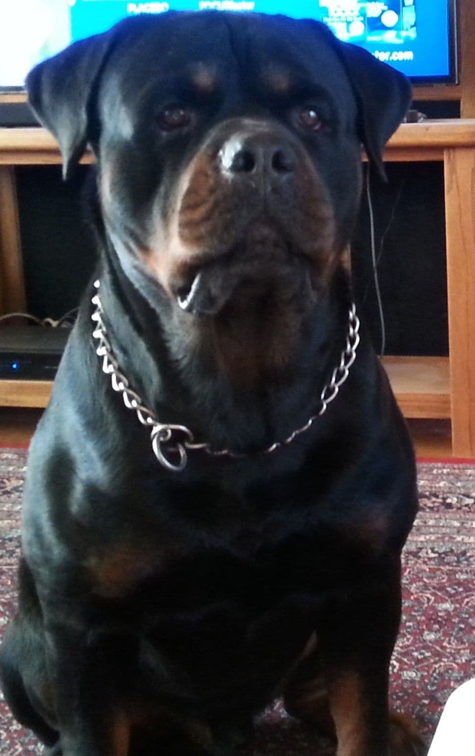 Rottweiler Puppies breeder image 5