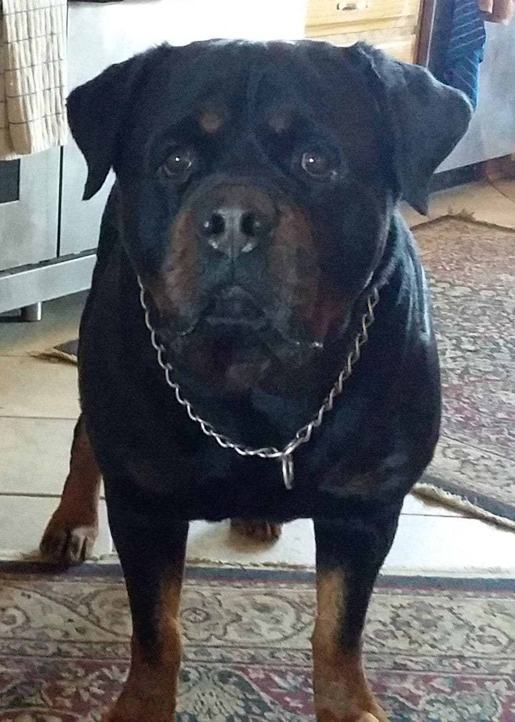 Rottweiler Puppies breeder image 6
