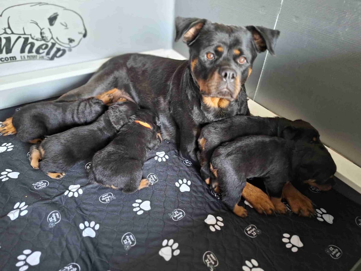 Rottweiler Puppies breeder image 7