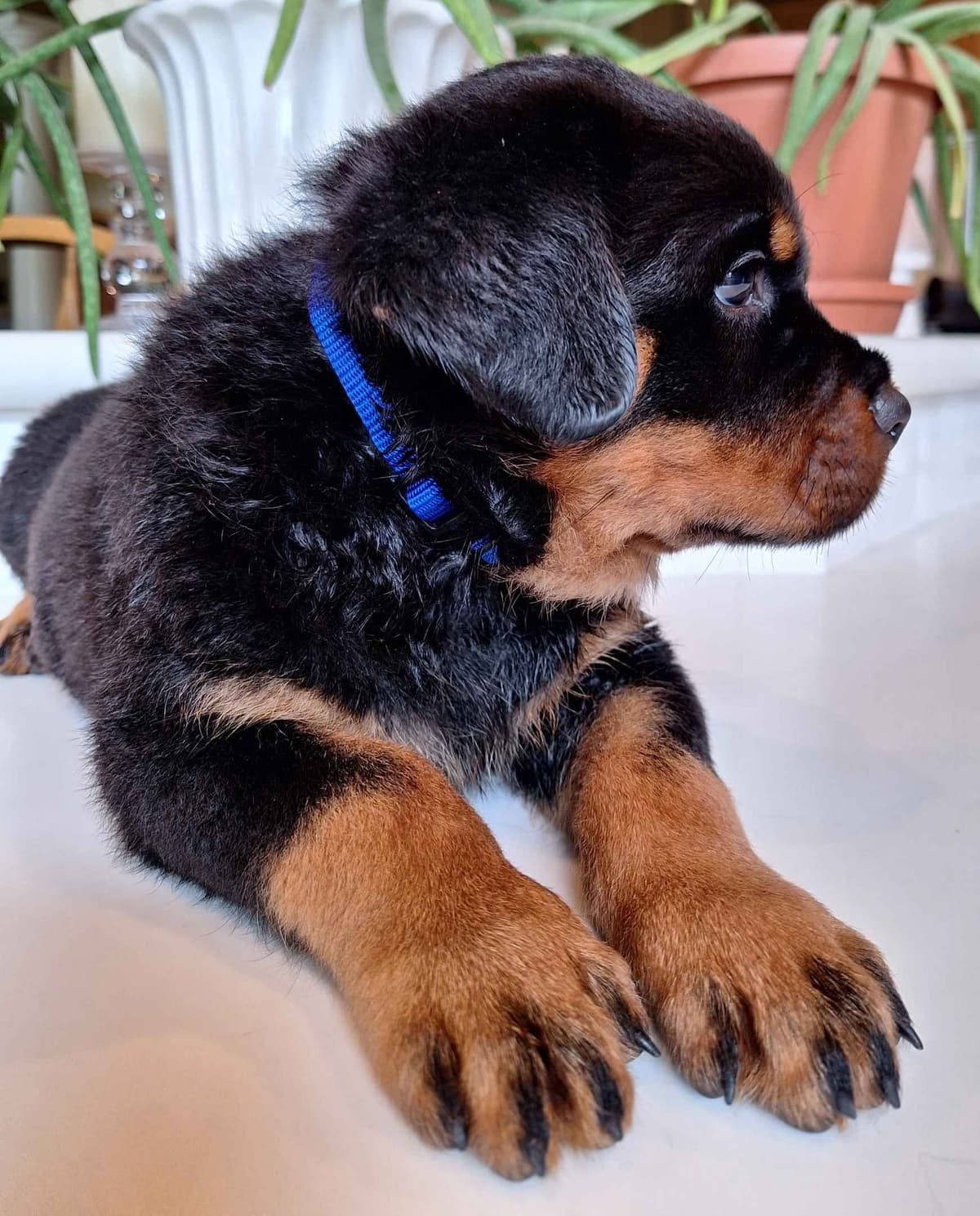 Rottweiler Puppies breeder image 8
