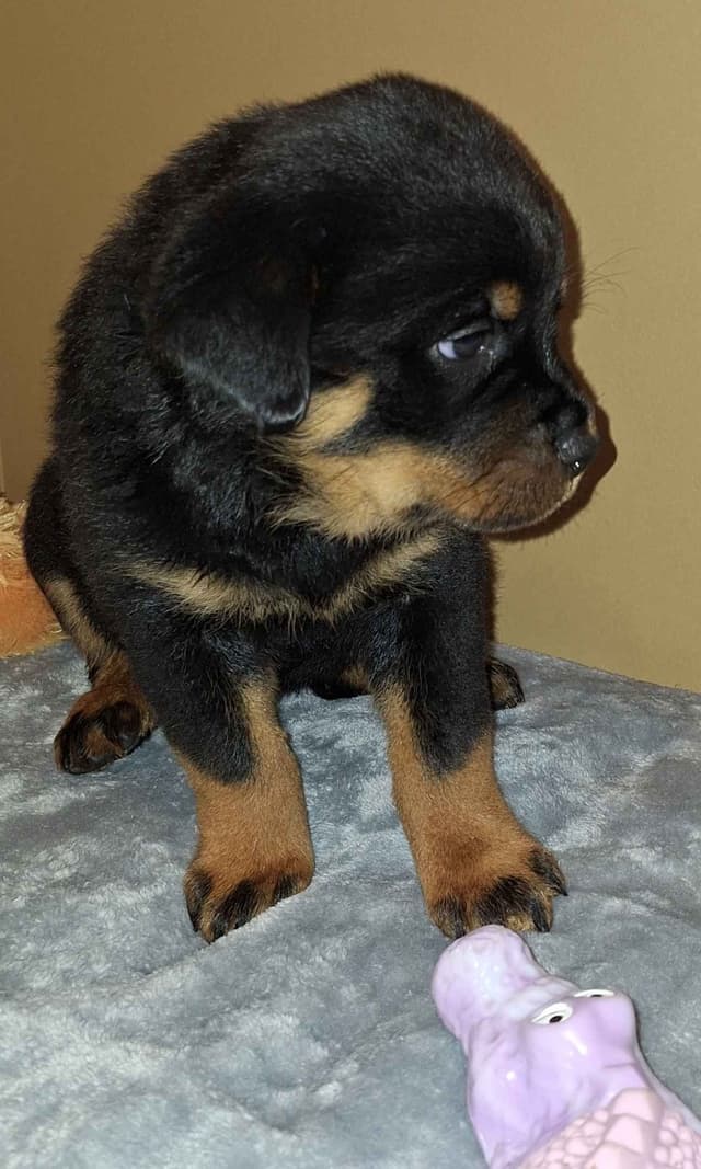 Rottweiler Puppies media 2