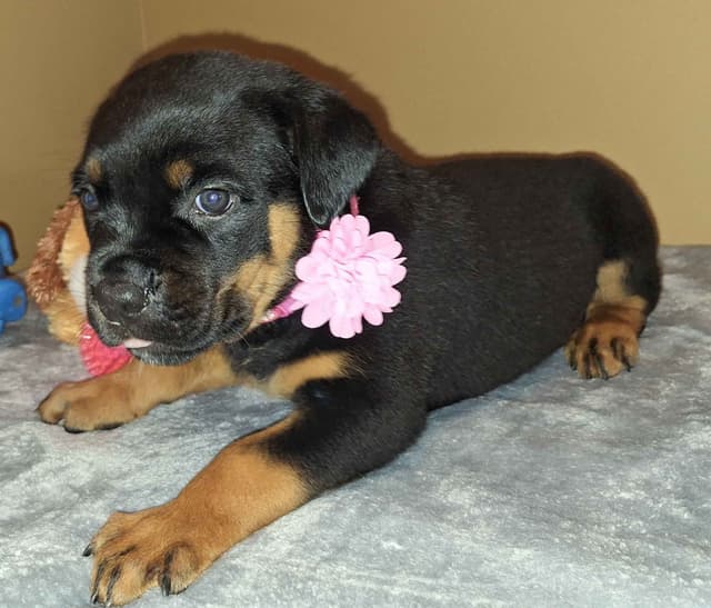 Rottweiler Puppies media 5