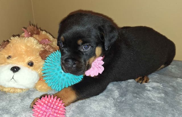 Rottweiler Puppies media 4