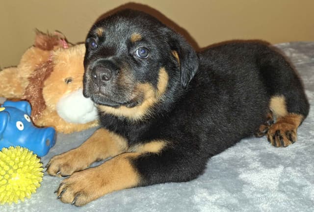 Rottweiler Puppies media 6