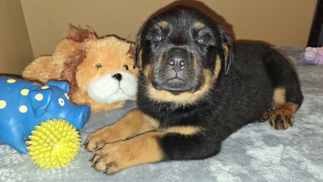 Rottweiler Puppies media 7