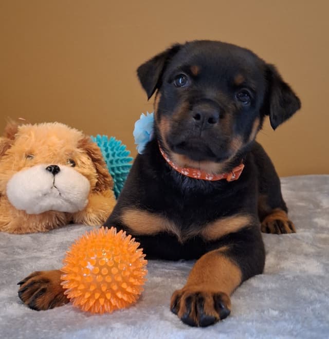 Rottweiler Puppies media 8