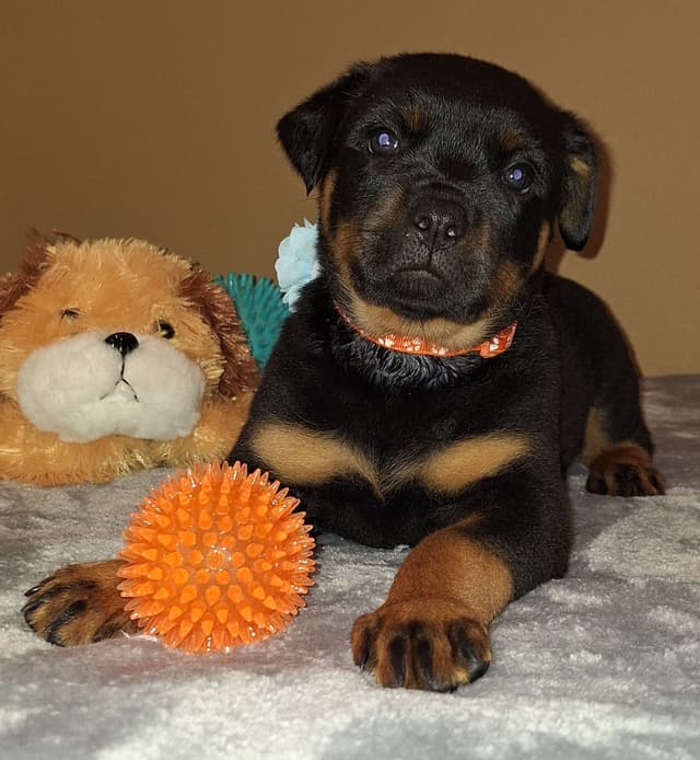 Rottweiler Puppies media 9