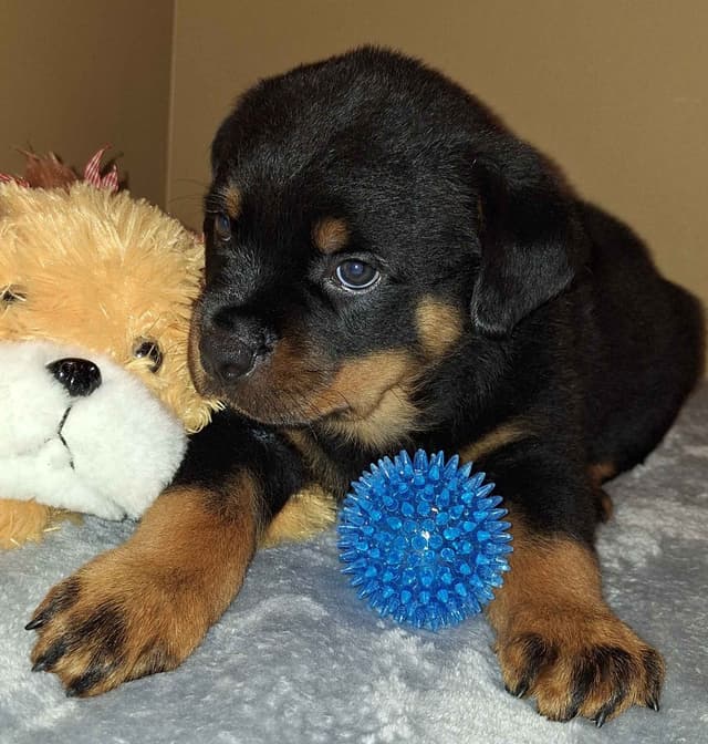 Rottweiler Puppies media 12