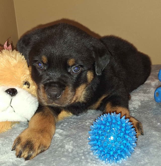 Rottweiler Puppies media 10