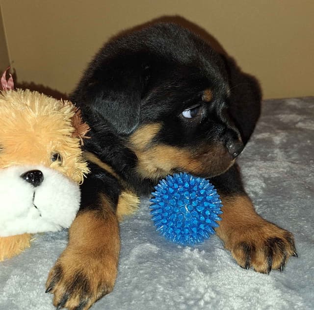 Rottweiler Puppies media 11
