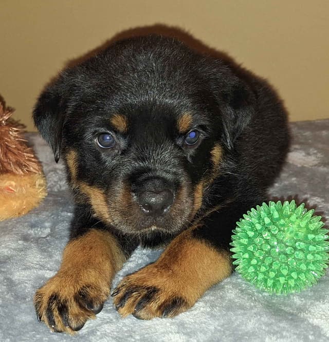 Rottweiler Puppies media 14