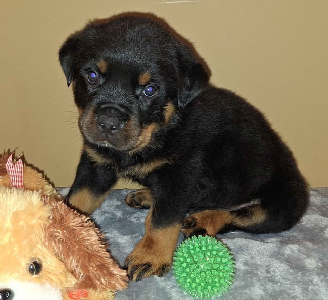 Rottweiler Puppies media 16