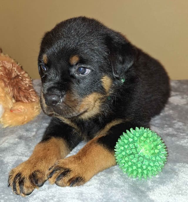 Rottweiler Puppies media 15