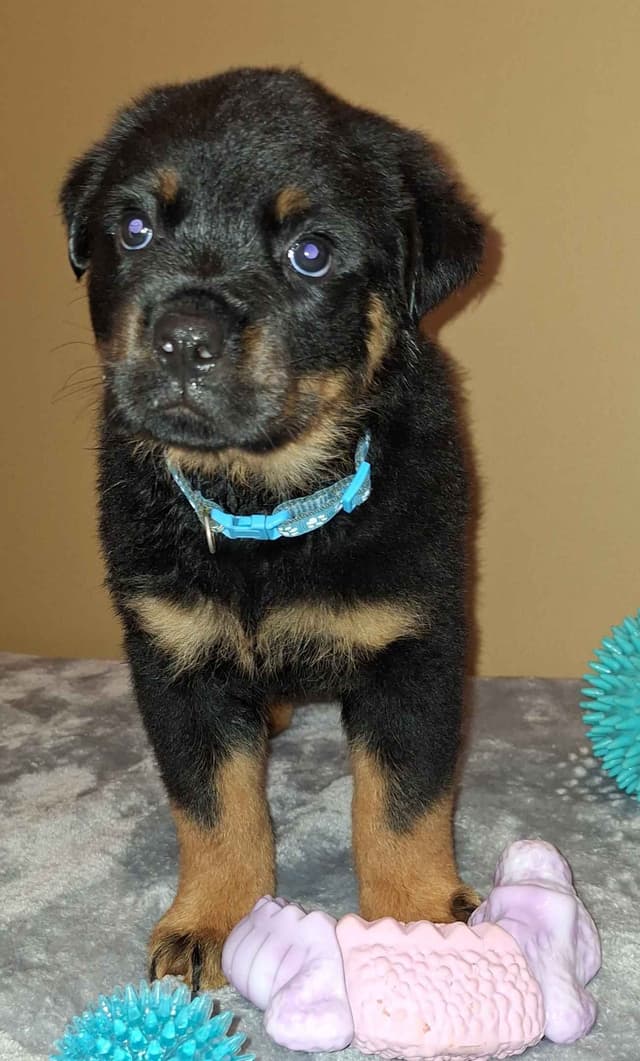 Rottweiler Puppies media 17