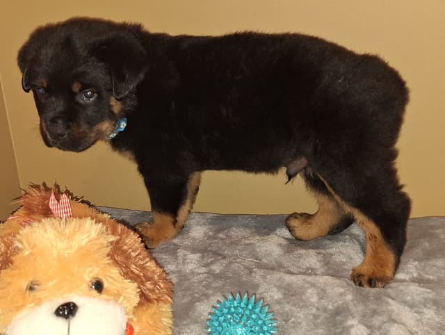 Rottweiler Puppies media 19