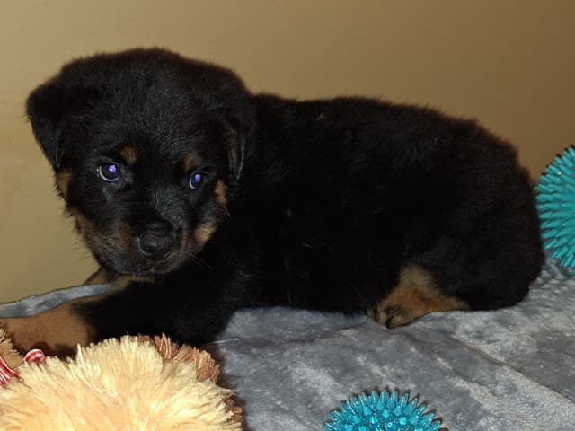 Rottweiler Puppies media 18