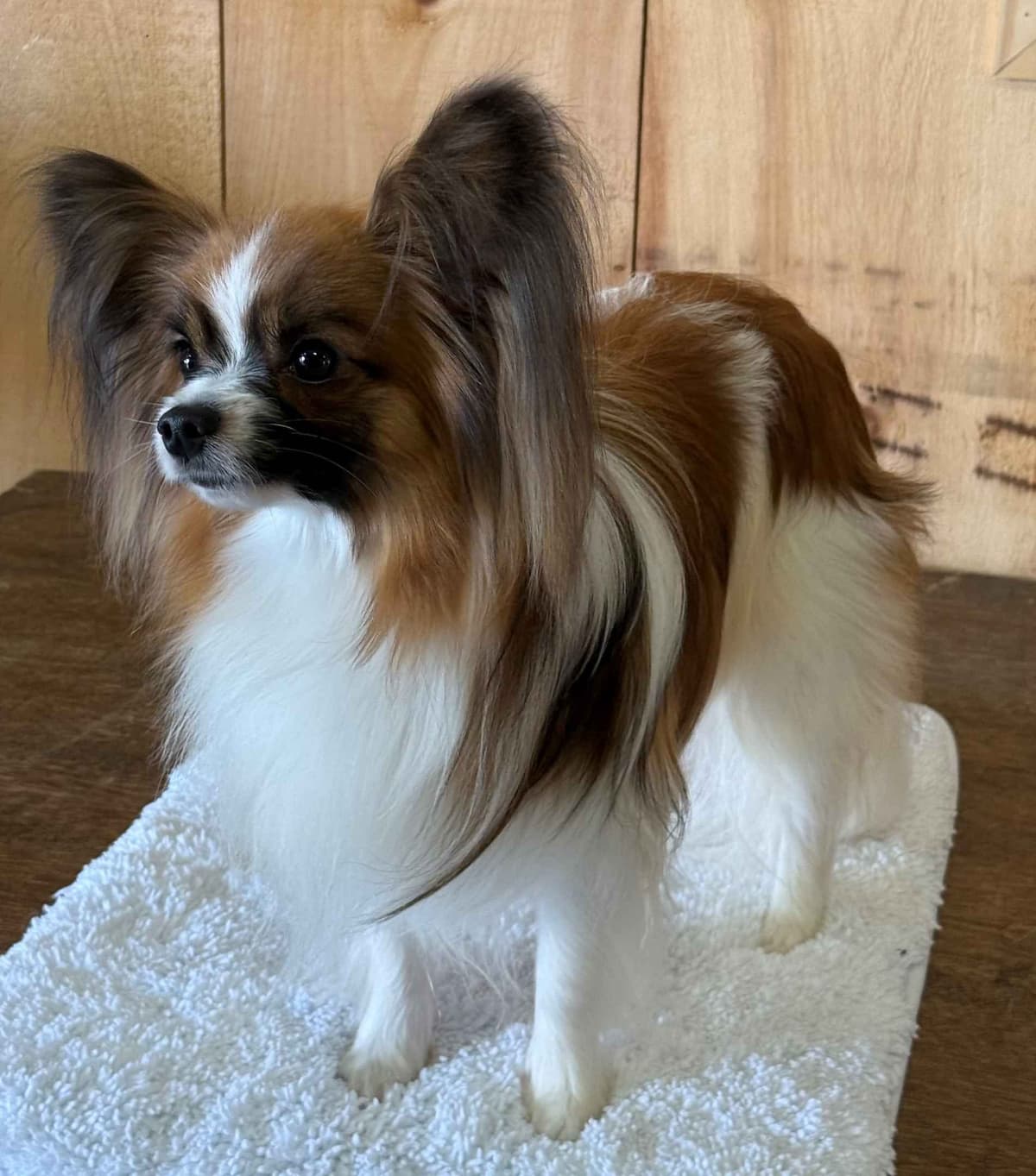 Papillon Puppies breeder image 7