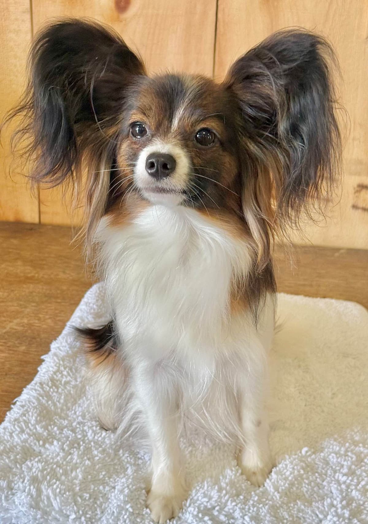 Papillon Puppies breeder image 8