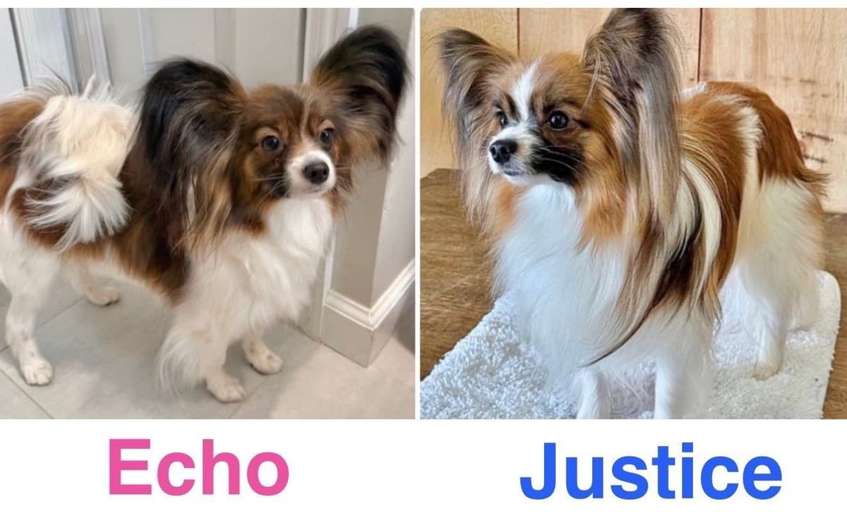 Papillon Puppies breeder image 3