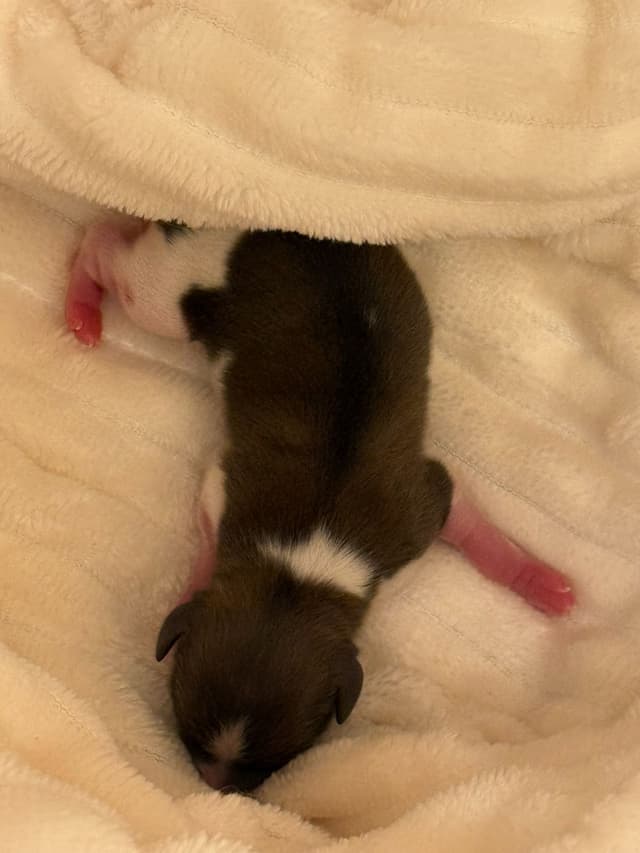 Papillon Puppies media 2