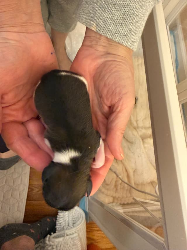 Papillon Puppies media 3