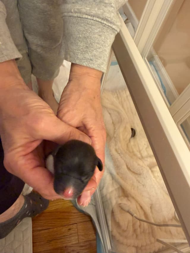 Papillon Puppies media 4