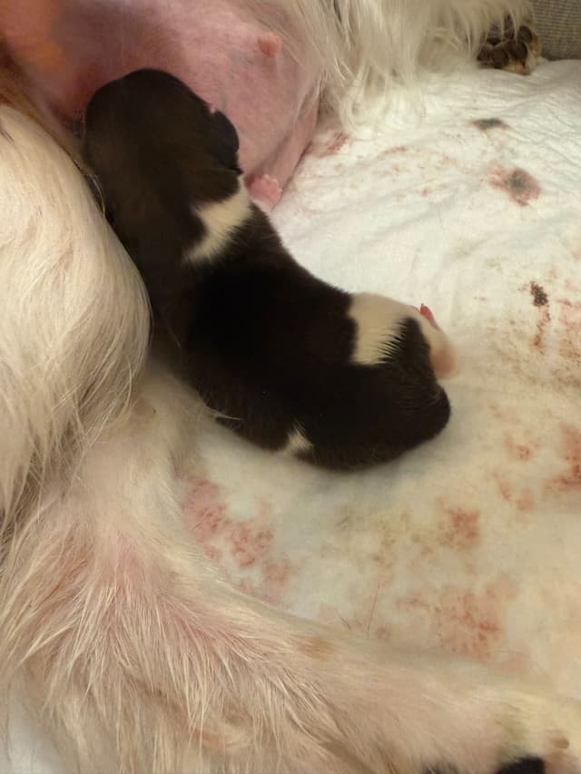 Papillon Puppies media 5